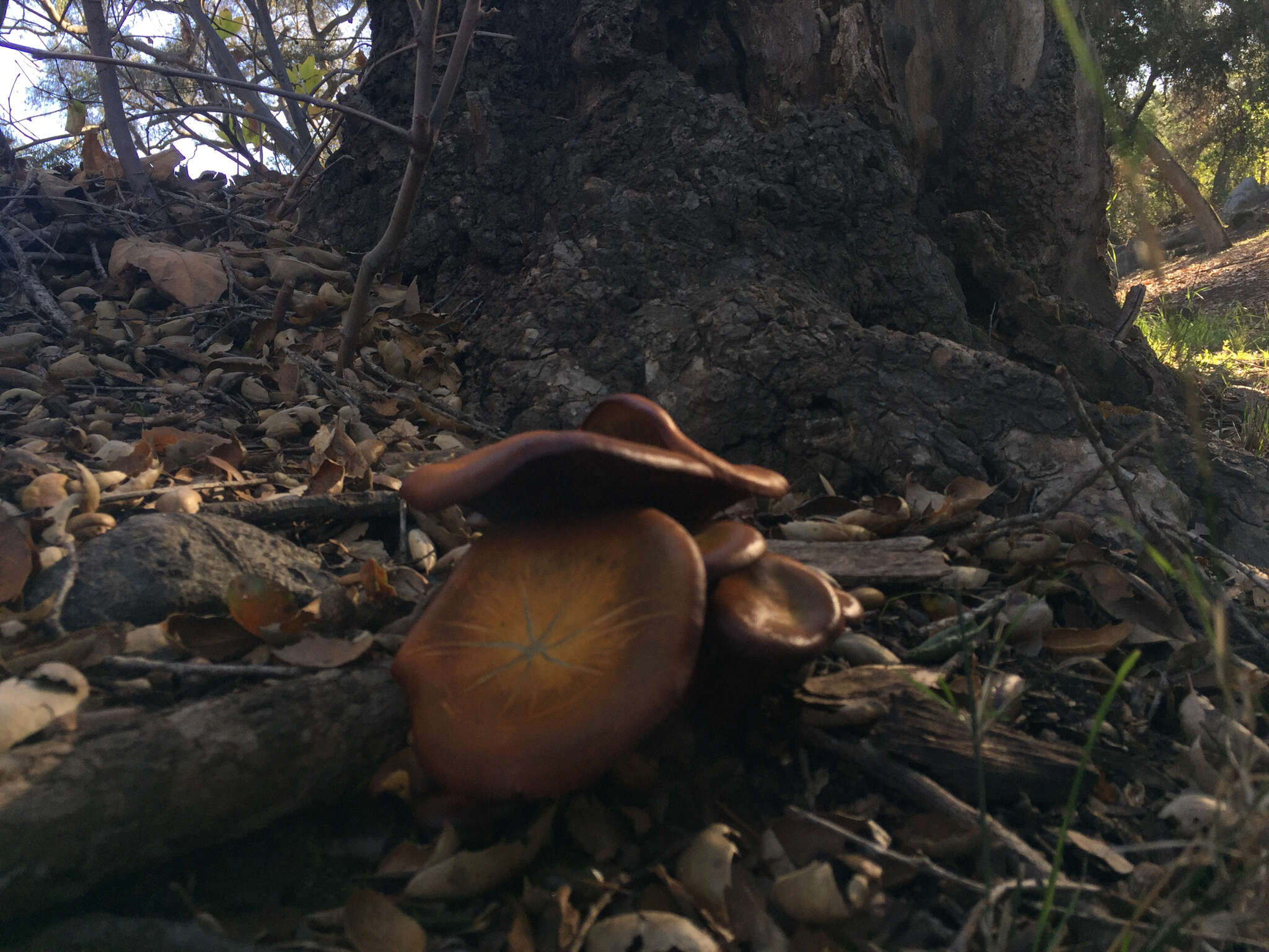 Image of western jack-o'-lantern mushroom