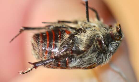 Image of Bumble Flower Beetle