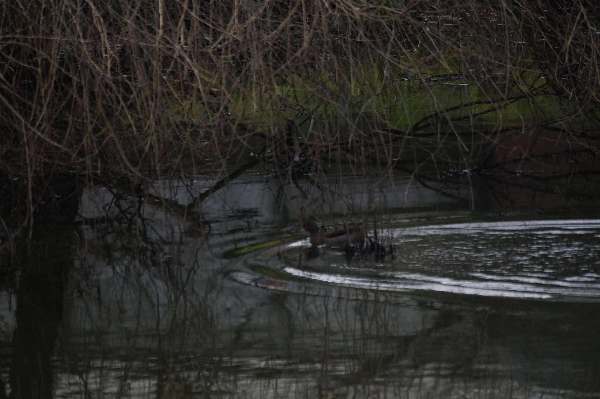 Image of Yellow-billed Teal