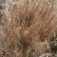 Image of Austrostipa nitida (Summerh. & C. E. Hubb.) S. W. L. Jacobs & J. Everett