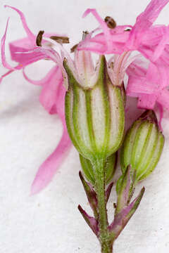 Plancia ëd Silene flos-cuculi (L.) Greuter & Burdet