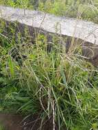 Image of Siberian Wild Rye