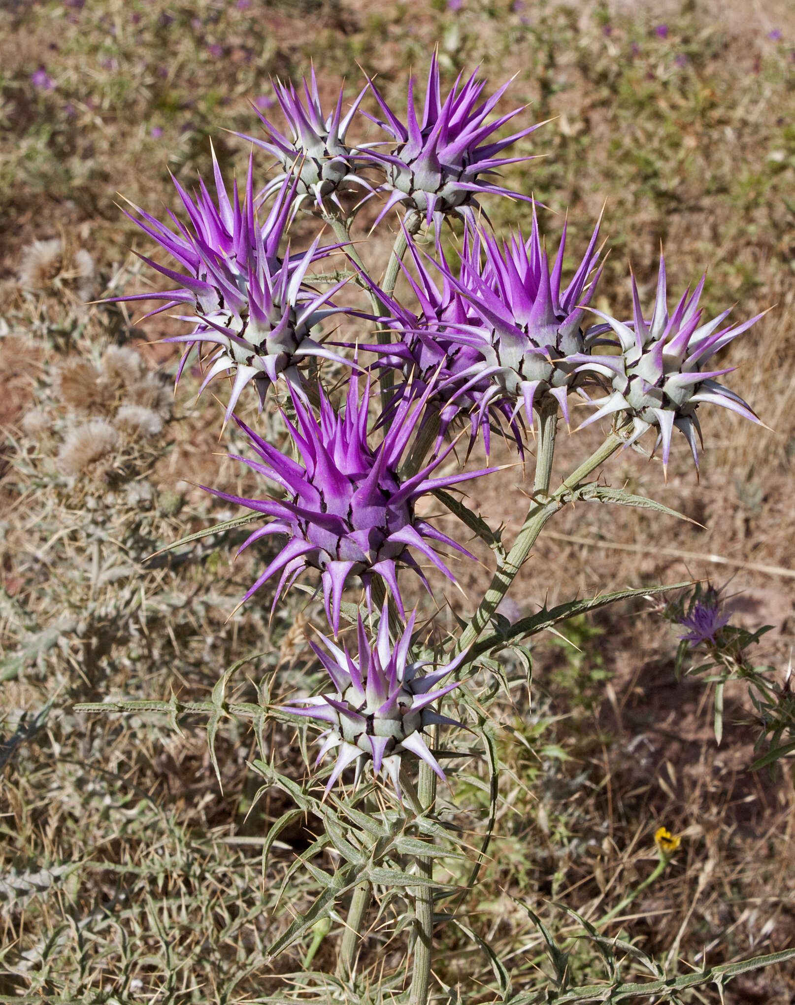 Image of Cynara baetica subsp. maroccana A. Wikl.