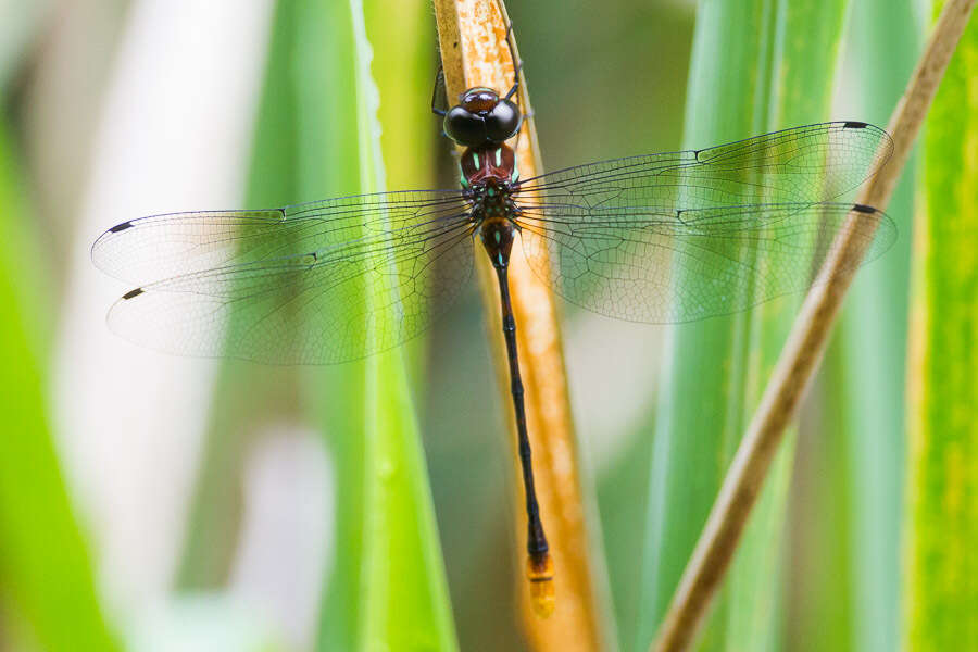 Image of Ochre-tipped Darner