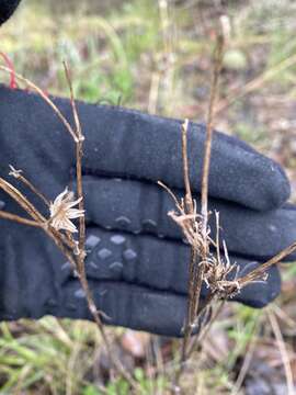 Image of Siskiyou Mountain Groundsel