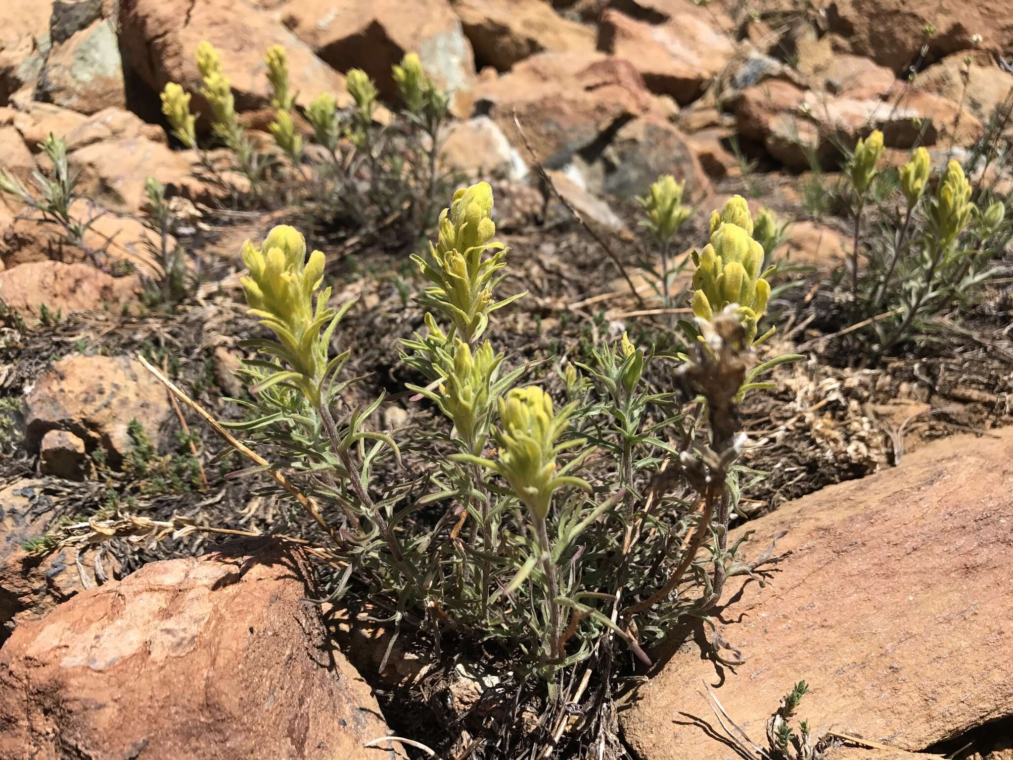 Image of cobwebby Indian paintbrush