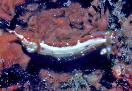 Plancia ëd Hypselodoris maculosa (Pease 1871)