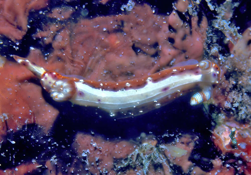 Plancia ëd Hypselodoris maculosa (Pease 1871)