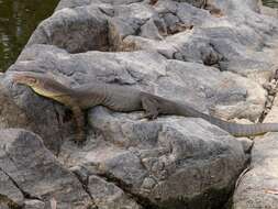 Image of Mertens's Water Monitor