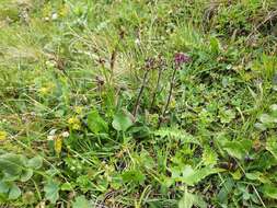 Image of Pedicularis crassirostris Bunge