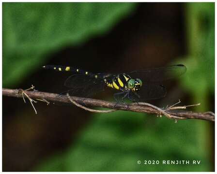 Imagem de Macrogomphus wynaadicus Fraser 1924