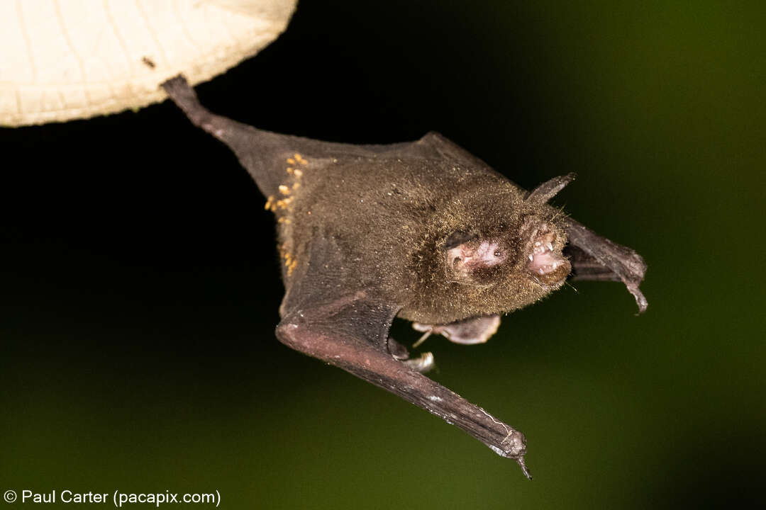 Image of Pteronotus mesoamericanus Smith 1972