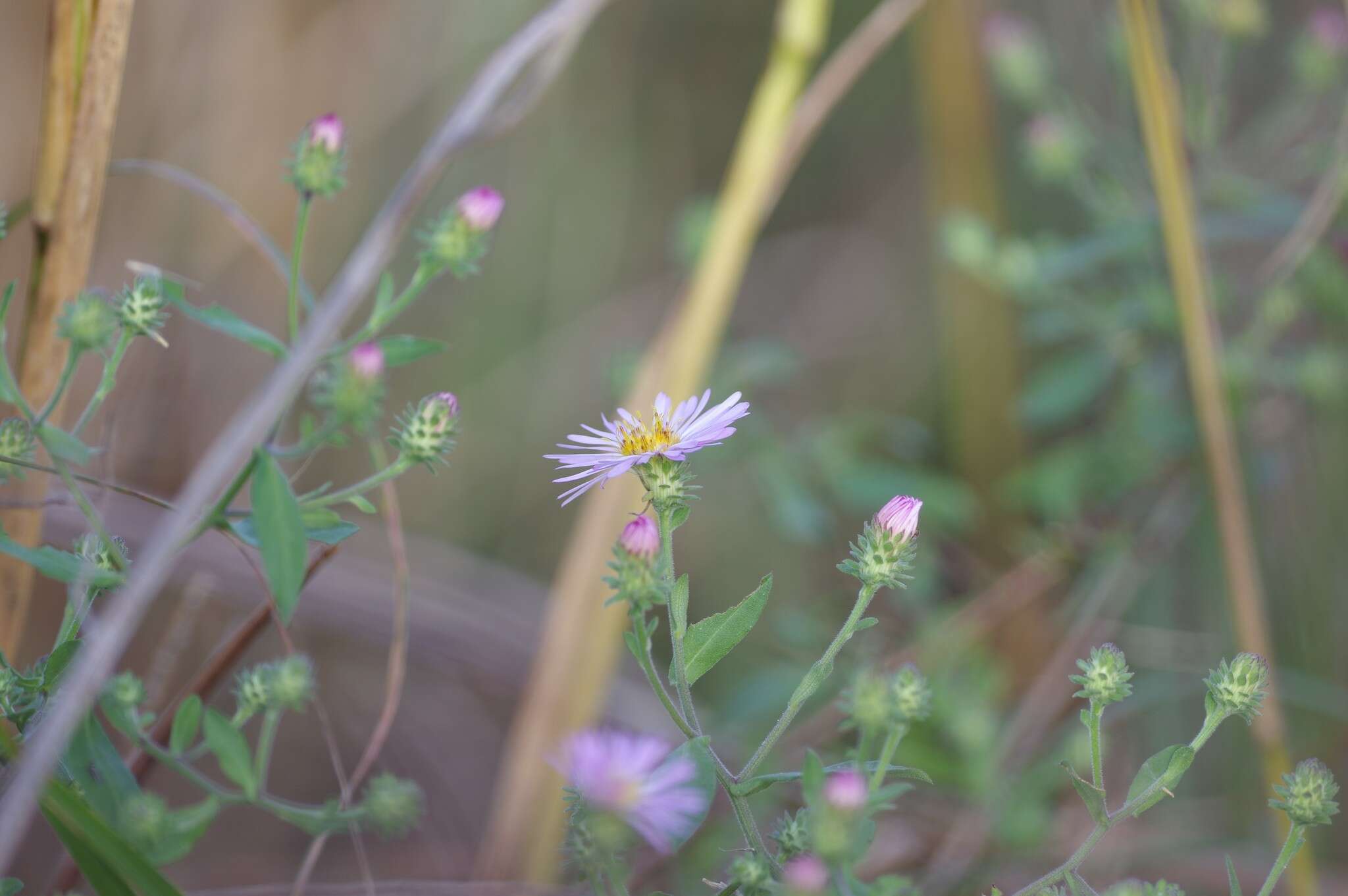 Image of climbing aster