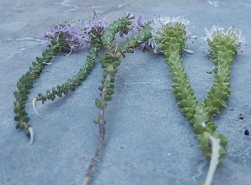 Image of Agathosma cerefolium (Vent.) Bartl. & Wendl. fil.