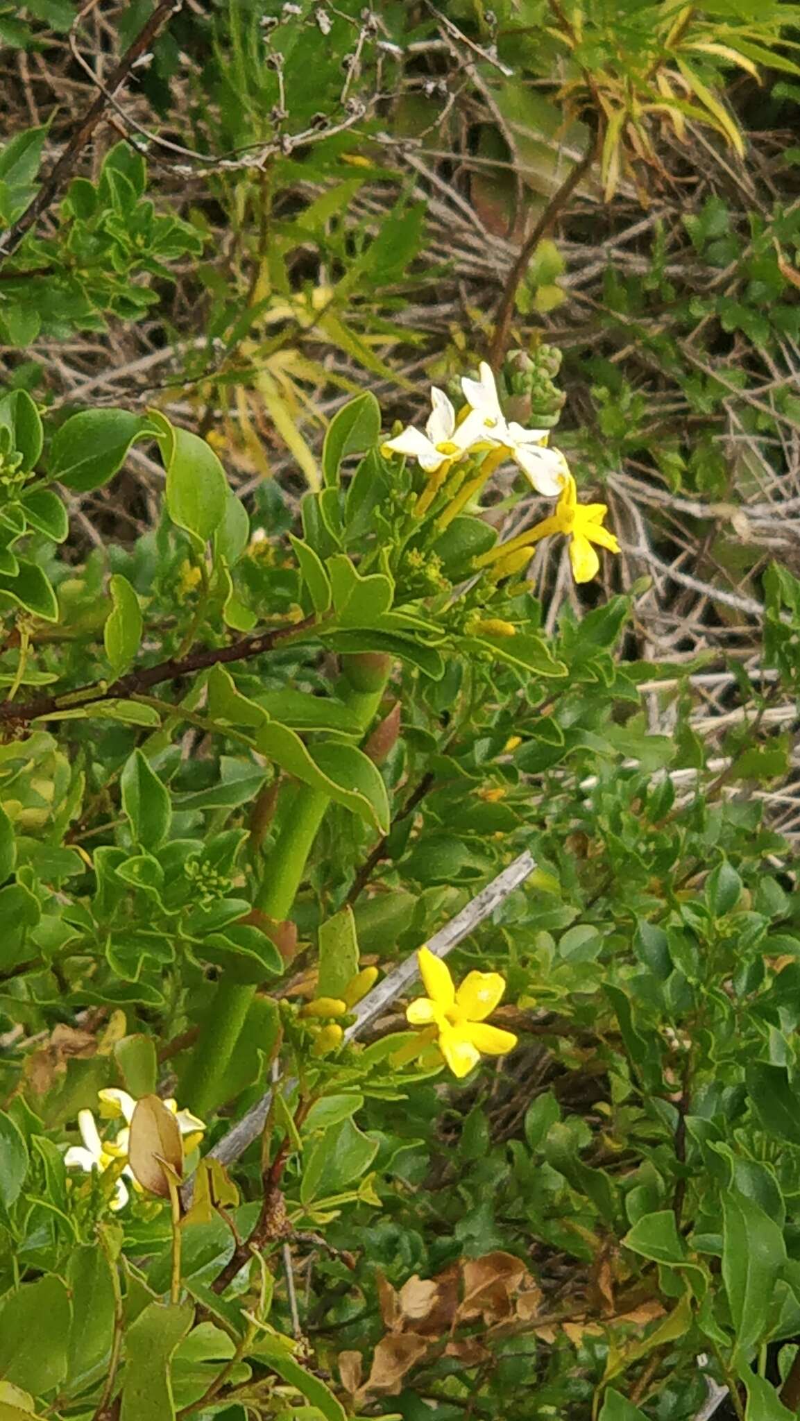 Image of Chrysojasminum odoratissimum (L.) Banfi