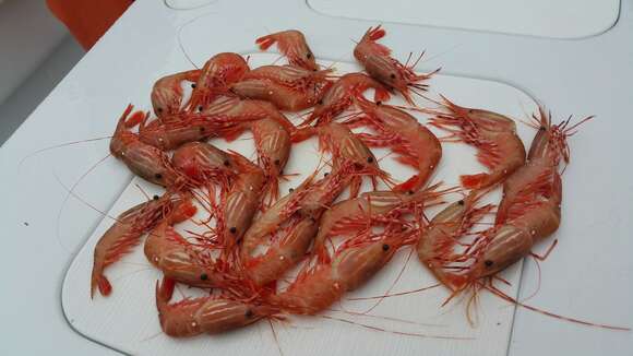 Image of California Spot Prawn