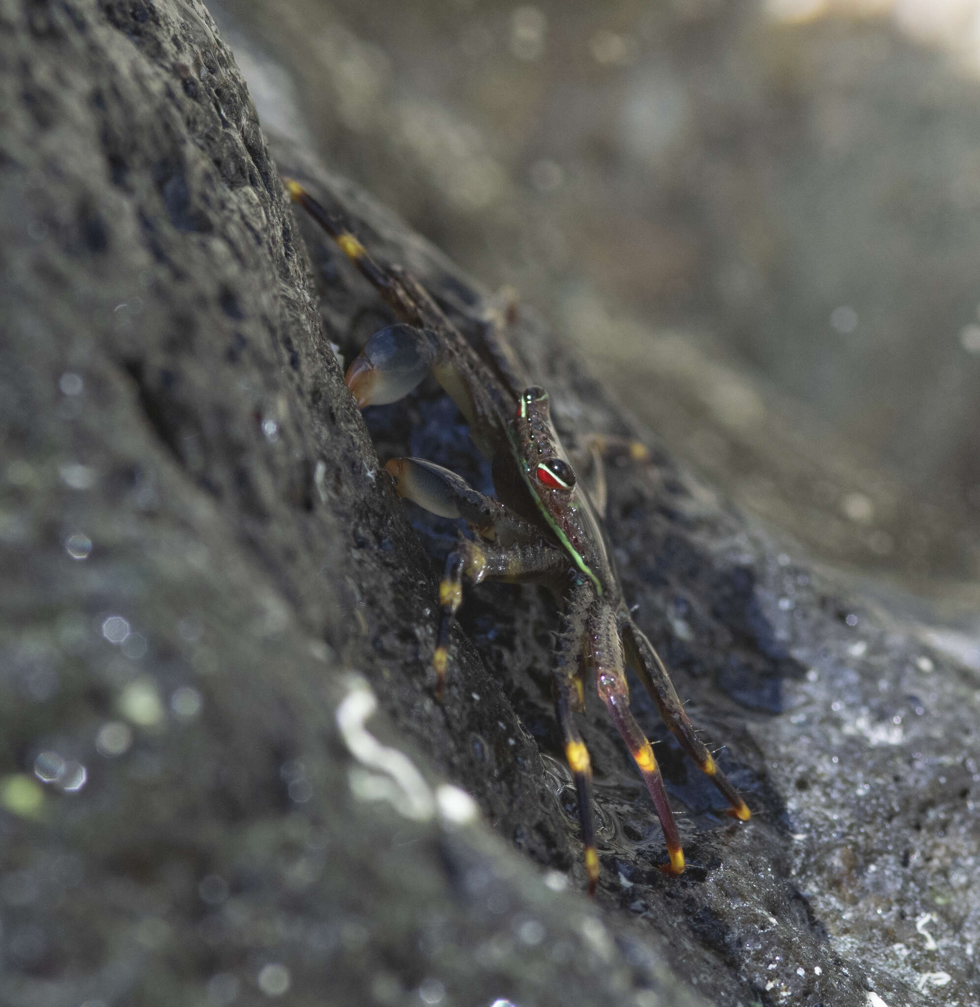 Image of flat rock crab