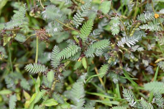 Image of hairy jointvetch