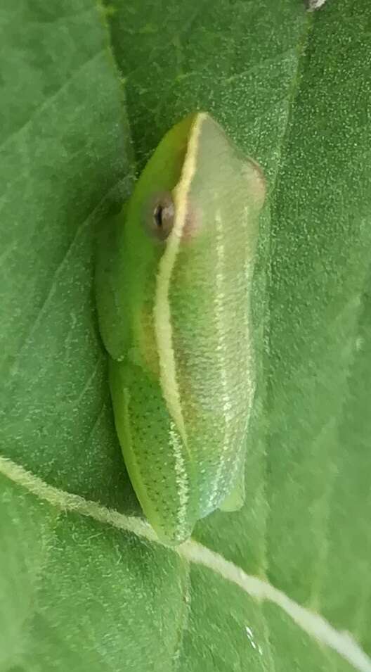 Image of Benguella Long Reed Frog