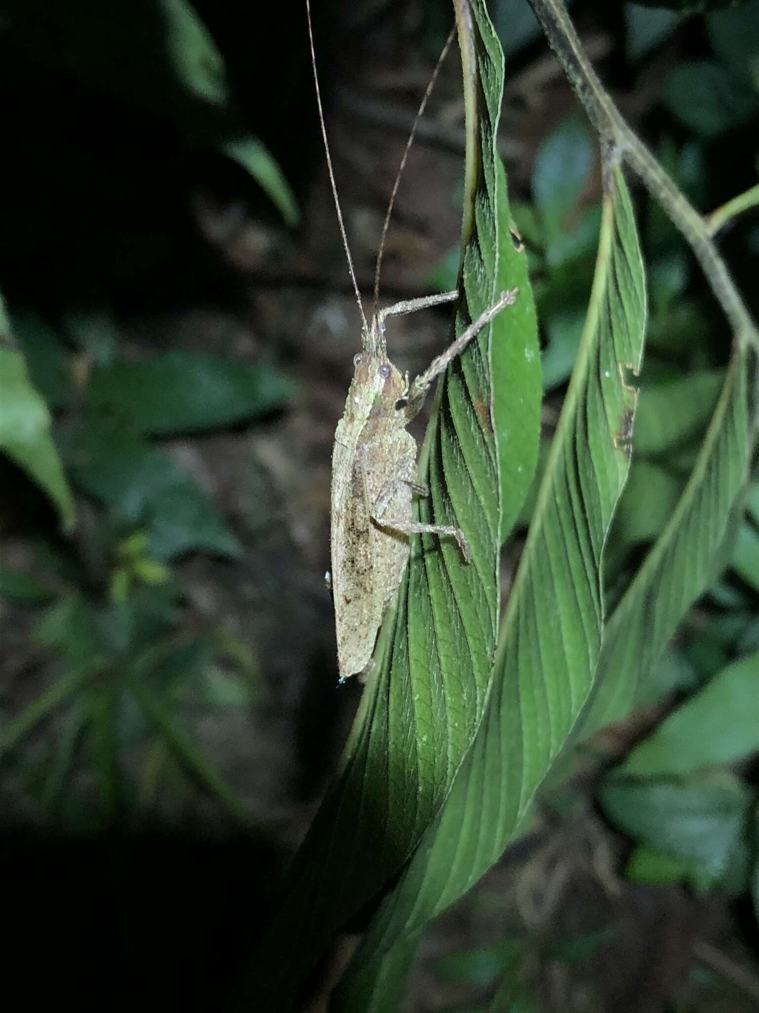 Image de Pedinothorax exiguus Beier 1954