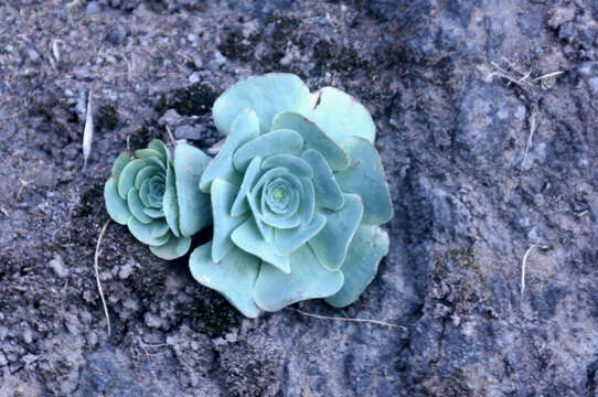 Image of Aeonium diplocyclum (Webb ex Bolle) T. H. M. Mes