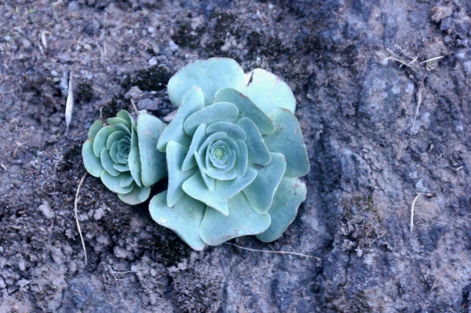 Aeonium diplocyclum (Webb ex Bolle) T. H. M. Mes resmi