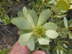 Image of Leucadendron loranthifolium (Salisb. ex Knight) I. Williams