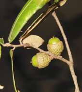 Imagem de Quercus crispipilis Trel.