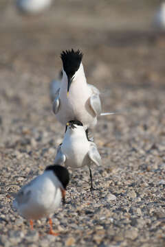 Image of Sandwich Tern