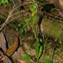 Image of Small sickle greenhood