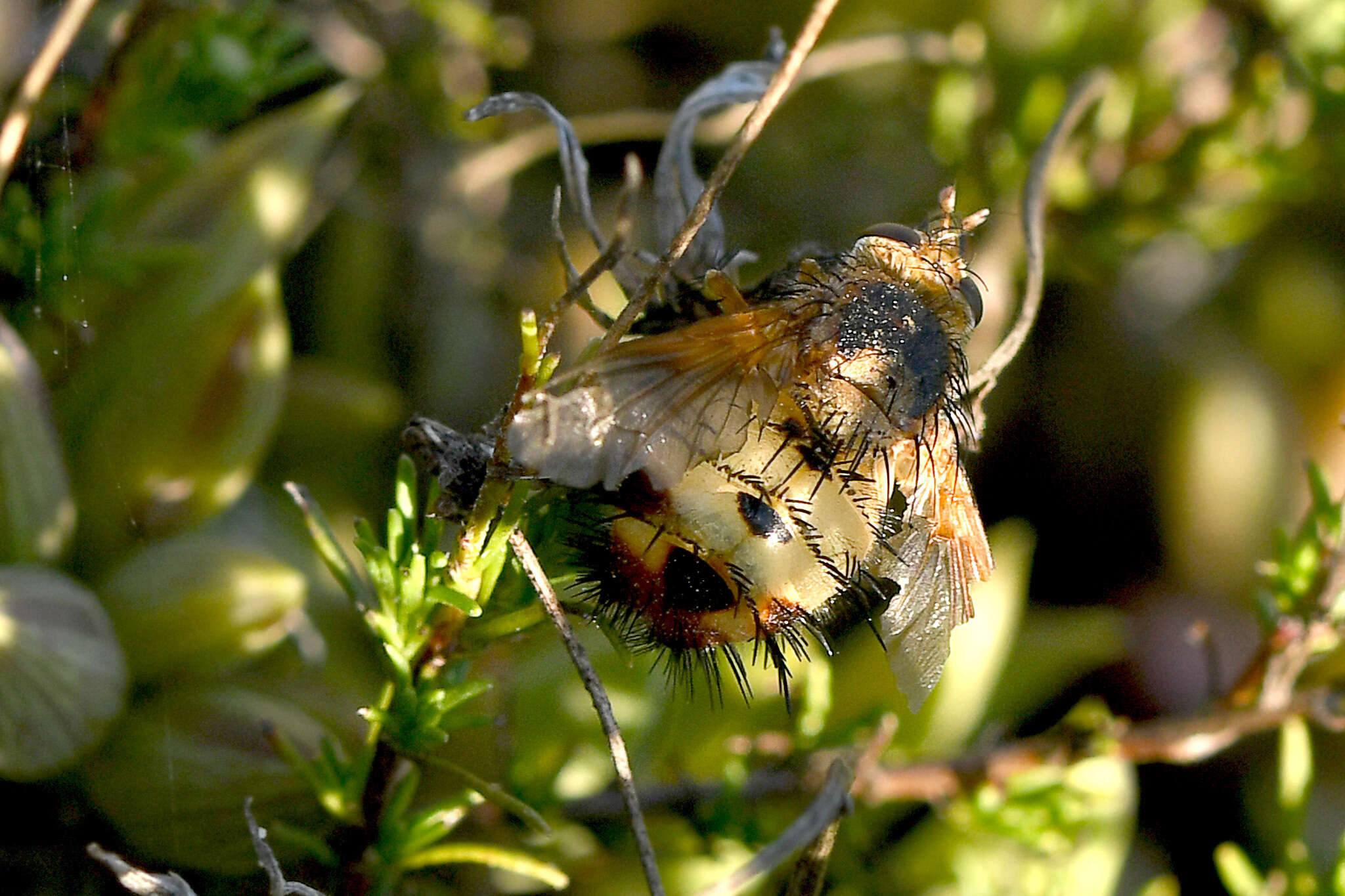 Image of Dejeania bombylans (Fabricius 1798)