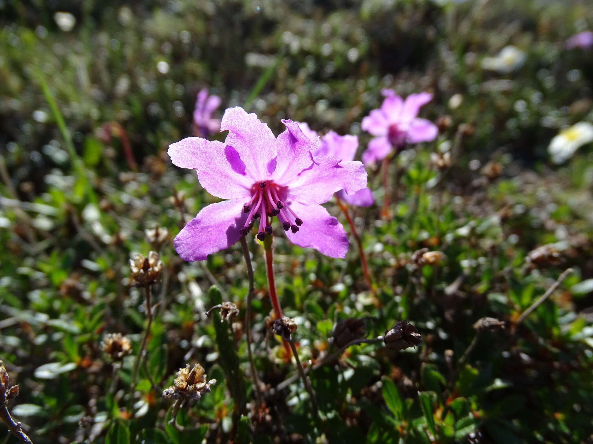 Слика од Rhododendron redowskianum Maxim.