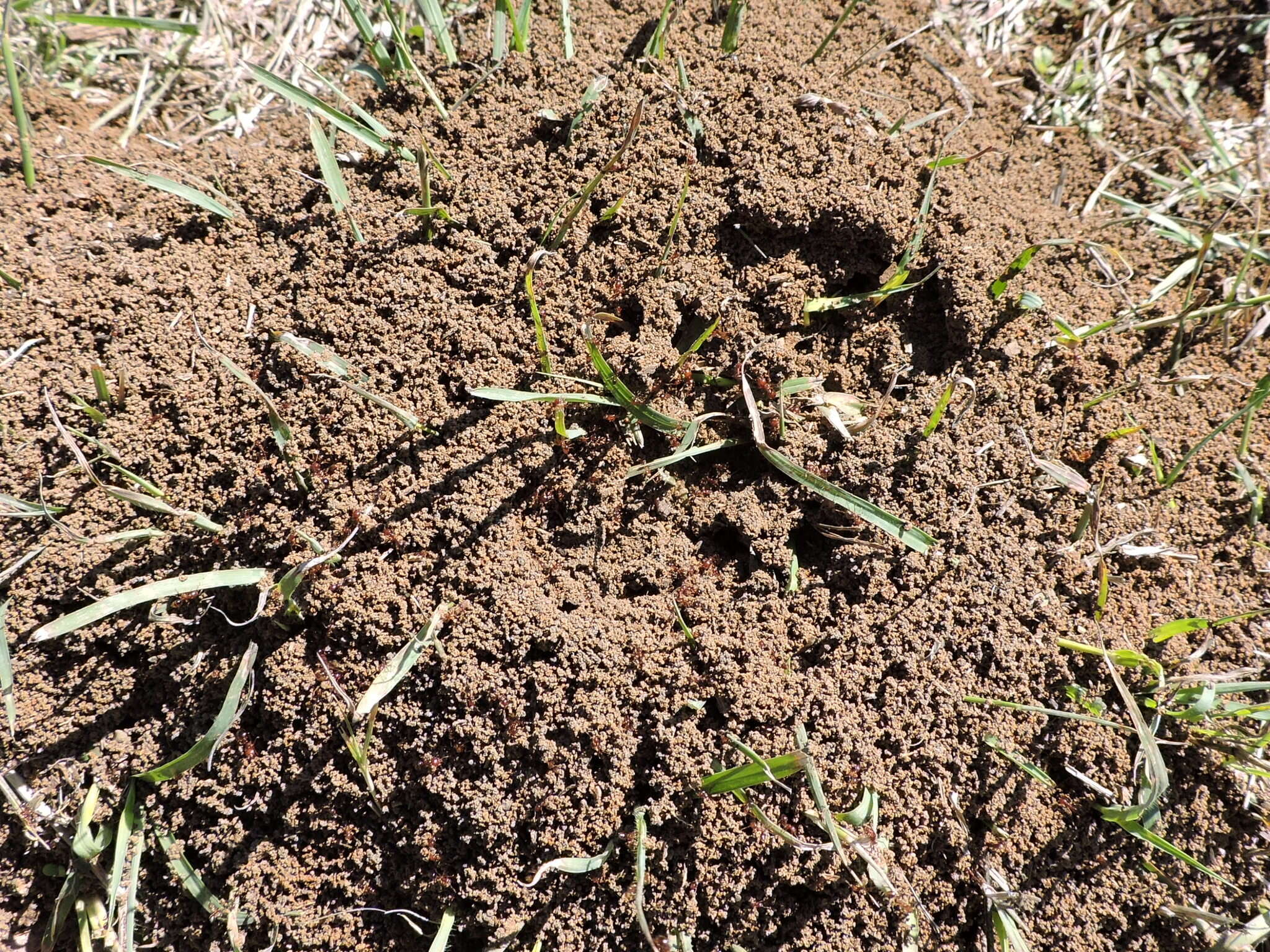 Image of Red imported fire ant