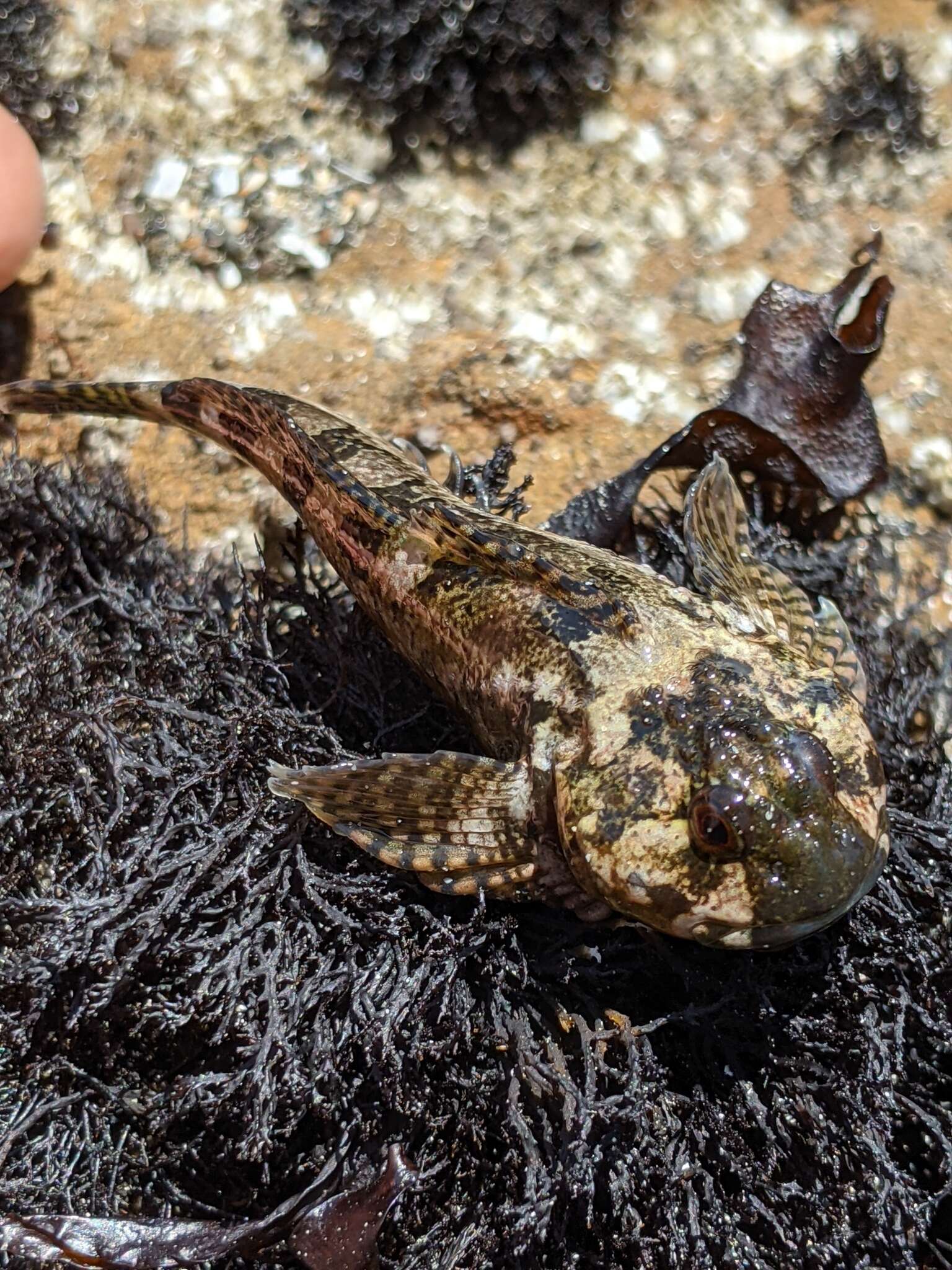 Image of Bald sculpin