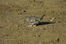 Plancia ëd Columbina passerina socorroensis (Ridgway 1887)