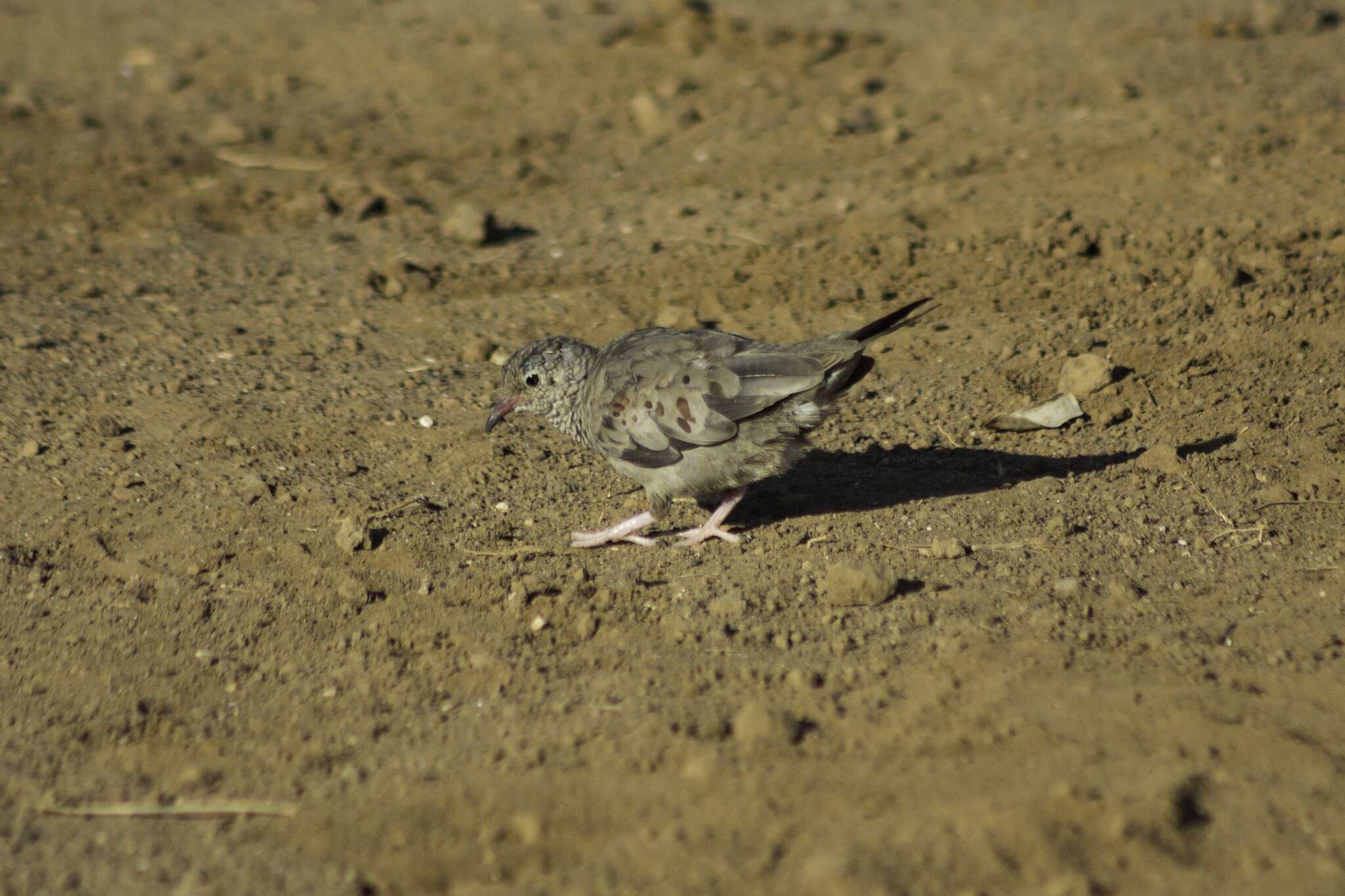 Plancia ëd Columbina passerina socorroensis (Ridgway 1887)