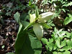 Image of Trillium erectum var. erectum