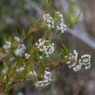 Plancia ëd Logania linifolia Schltdl.