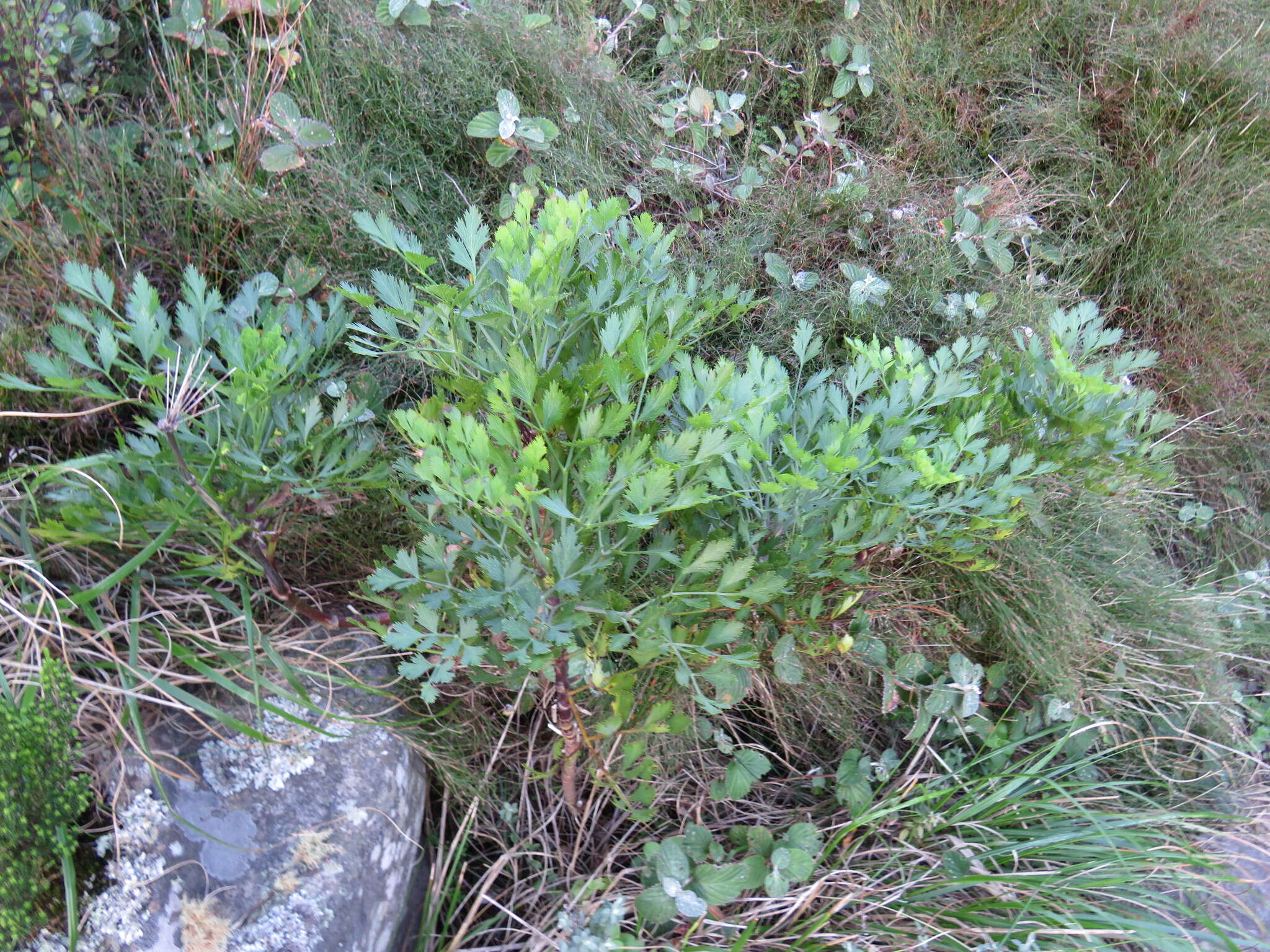 Image of Notobubon galbanum (L.) Magee