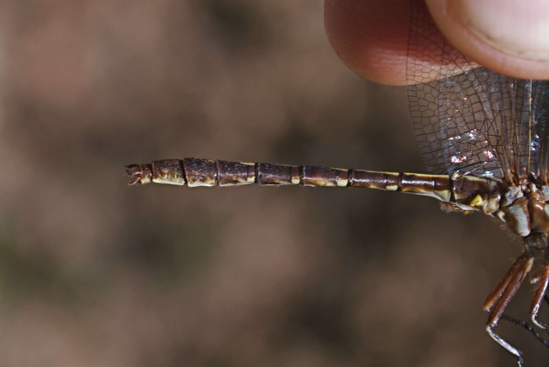 صورة Phanogomphus lividus (Selys 1854)