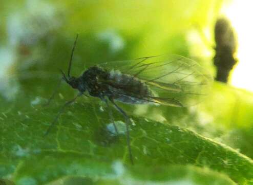 Image of Woolly aphids