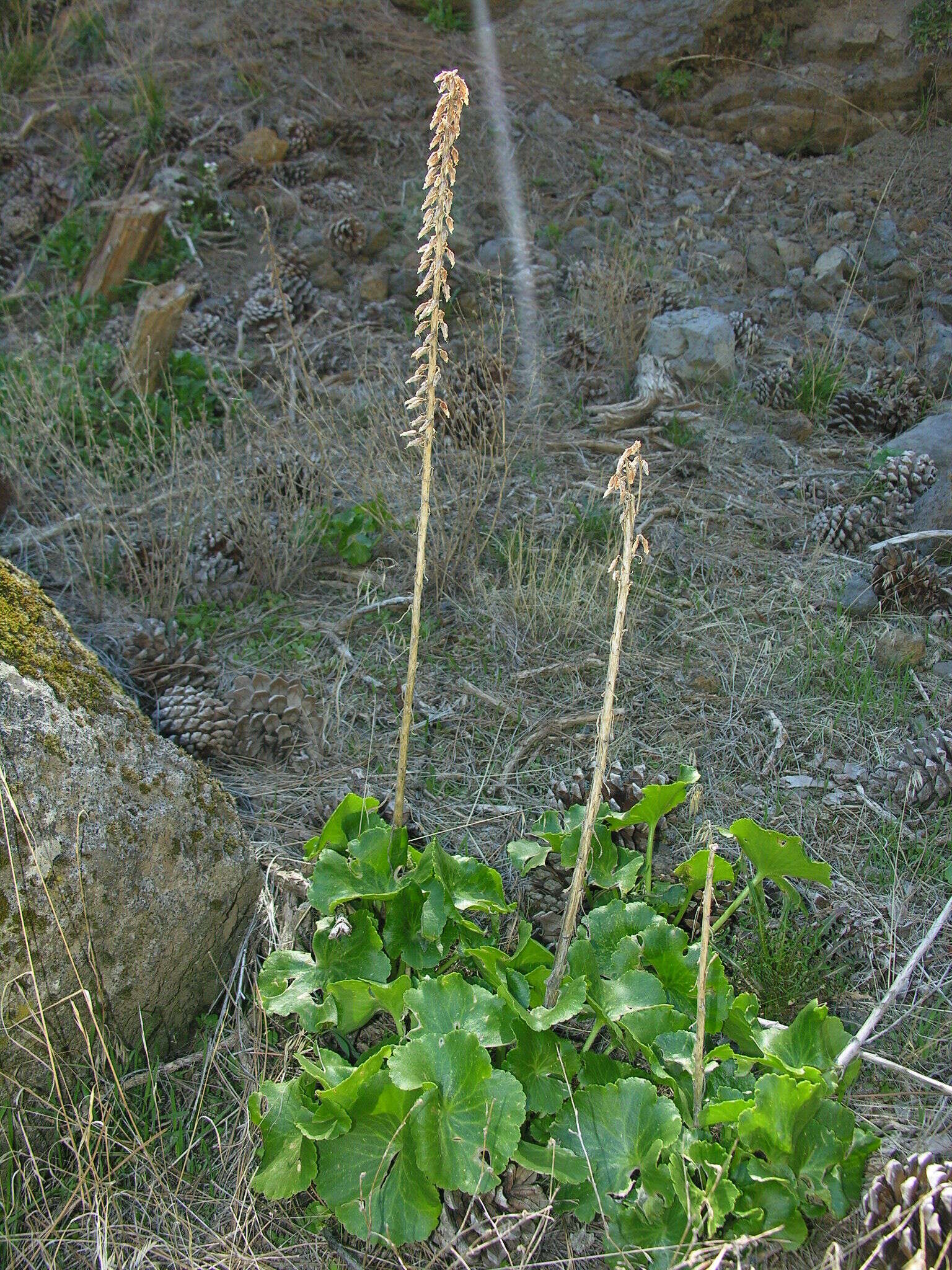 Image of Umbilicus heylandianus Webb & Berth.