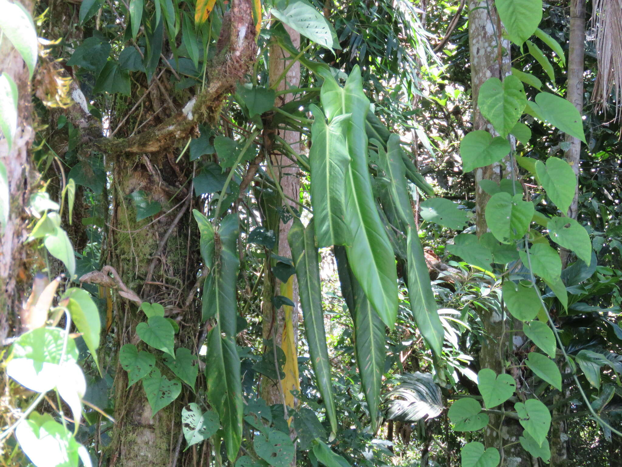 Philodendron spiritus-sancti G. S. Bunting resmi