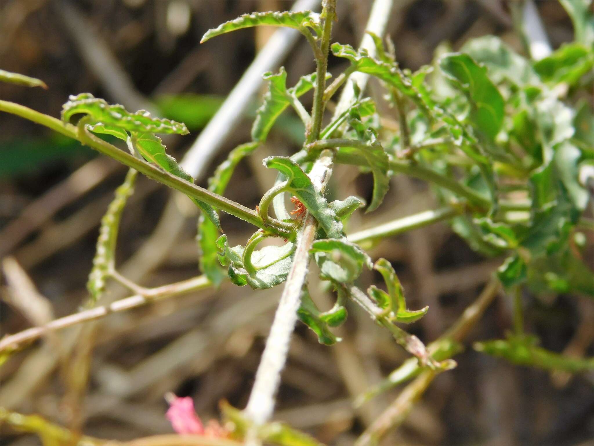 Image of longstem buckwheat