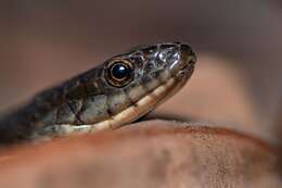 Thamnophis validus (Kennicott 1860) resmi