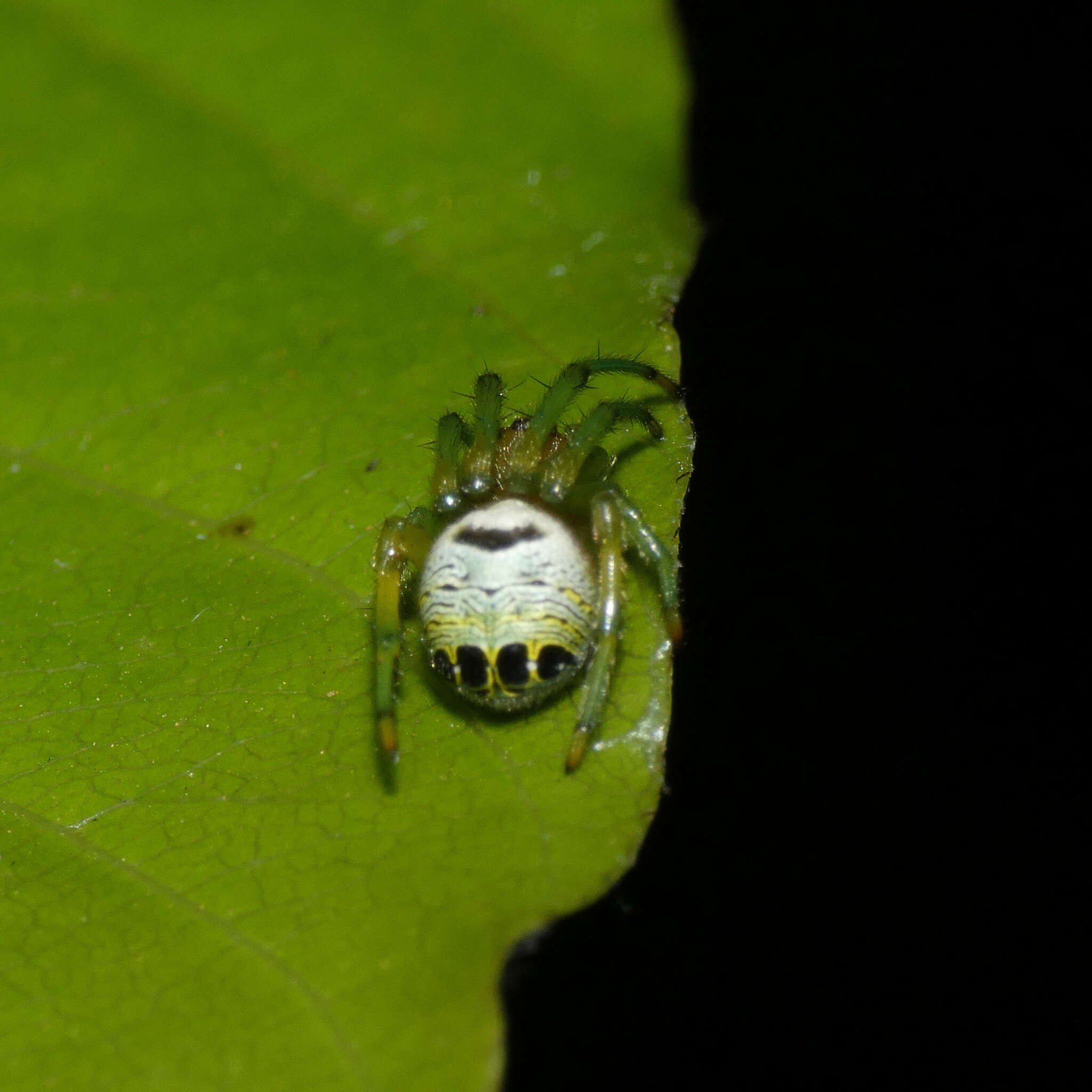 Image of Bijoaraneus legonensis (Grasshoff & Edmunds 1979)