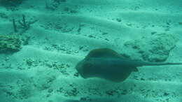 Image of Oceania fantail ray