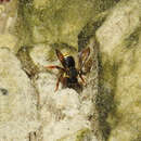 Image of Trachusa longicornis (Friese 1902)