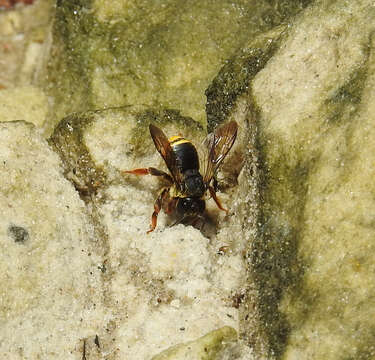 Trachusa longicornis (Friese 1902)的圖片