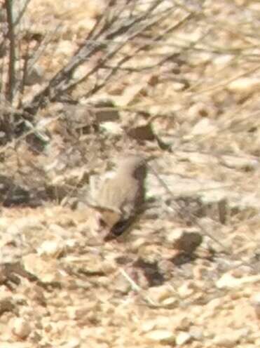 Image of Sagebrush Sparrow